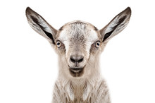 Portrait Of A Young Gray Goat