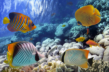  Tropikalna ryba i ciężcy korale w Czerwonym morzu, Egipt