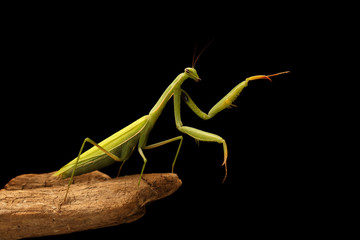 closeup mantis on the branch on black background
