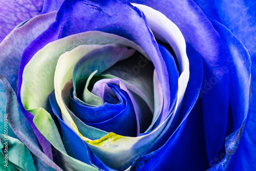 Naklejka dekoracyjna Rainbow Rose, close-up, macro.