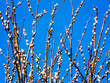 © amstelbright - Spring is looming in the nature reserve 'Het Twiske', Landsmeer, The Netherlands. Such an intense blue sky is rare in this area.