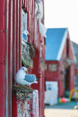 Sticker - Kittiwake at the wall of the boathouse