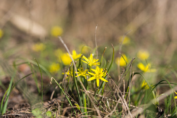 Canvas Print - First early spring flowers