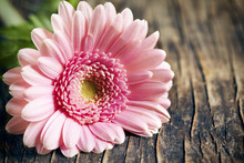 Beautiful Pink Gerbera Flower On Wooden Background