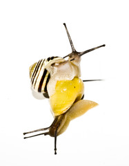 Snails on White Background