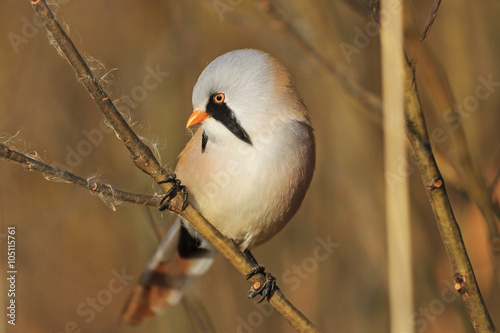 Fotografie, Tablou bird on a branch on a gold background/bird on a branch on a gold background,Bear