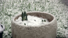 Snow Falling On Daffodil Shoots (Narcissus) In A Stoneware Plant Pot In A Domestic Garden In The UK. Further Clips Available Showing The Snow At An Earlier Stage Of Falling And In Close Up.