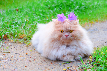  Cat with purple flowers 