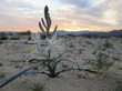 Desert Lily - Hesperocallis undulata