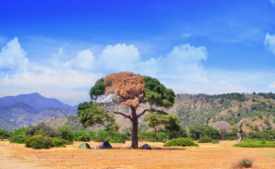 Wall Mural - Camping in Cirali  under an old Pine Tree on Beach Landscape   ,Turkey