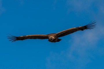 griffon vulture in flight