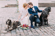 © andrii kobryn - Stylish wedding couple with two purebred dogs  softly looking on each other sitting on their haunches