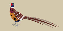 Cartoon Detailed Pheasant Isolated On Grey Background