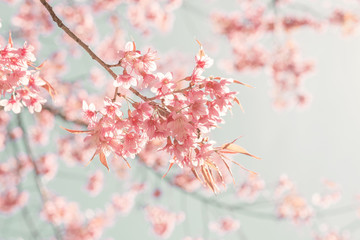 Wall Mural - nature background of beautiful cherry pink flower in spring - vintage pastel color filter