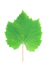 Poster - Green grape leaf isolated on white