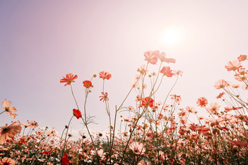 Wall Mural - pink tone of cosmos flower field. sweet and love background - vintage color filter