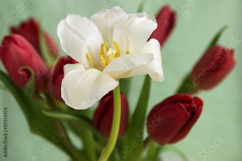 Nowoczesny obraz na płótnie White tulip on a background of red buds