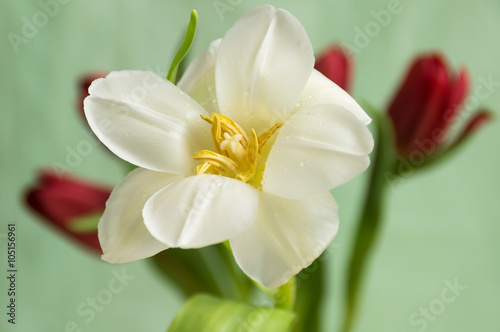 Fototapeta na wymiar Contrasting composition of white and red tulips