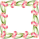 Fototapeta Tulipany - Floral background. Pink tulips 