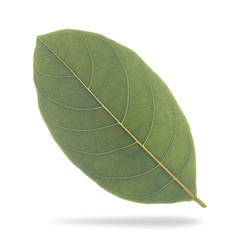 Poster - Green jack fruit leaf isolated on white