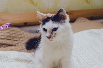 Wall Mural - Portrait Of The Cat