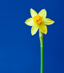 one yellow flower of daffodil (narcissus) against blue background