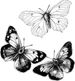 Fototapeta Konie - Vintage drawing butterfly