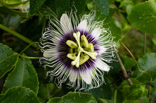 Passionfruit Vine With Purple Flower (top Down)