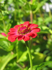 Canvas Print - Cultivar annual Zinnia flower in the sunny autumn garden