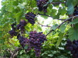 Bunches of ripe cultivar grape in the summer garden