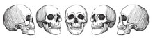 Skulls. Vintage Vector Illustration