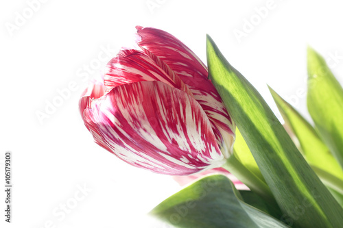 Fototapeta na wymiar one pink tulip