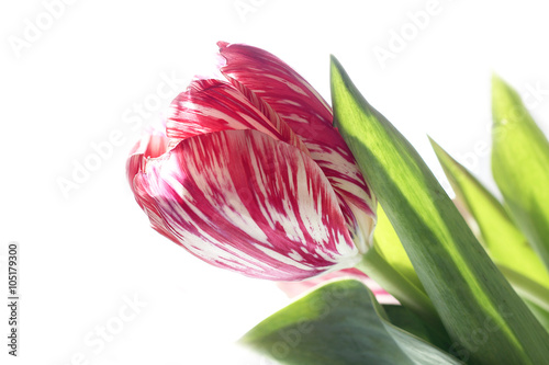 Naklejka nad blat kuchenny one pink tulip