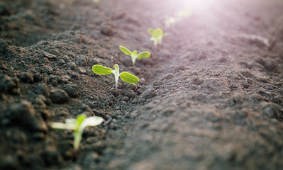 Wall Mural - green plants seedling