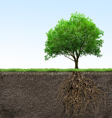 Wall Mural - tree with roots