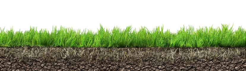 Wall Mural - grass with roots and soil