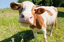 Curious Cow In The Meadow (focus On The Nose)