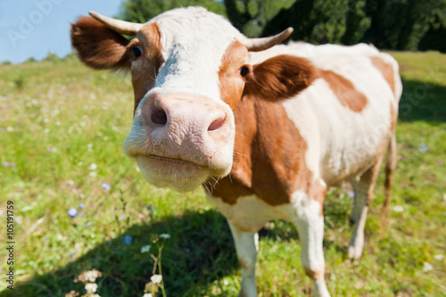 Fotografie, Obraz Curious cow in the meadow (focus on the nose)