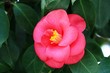 Red flowering camellia in spring