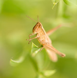 Fototapeta Dmuchawce - grasshopper in nature. close