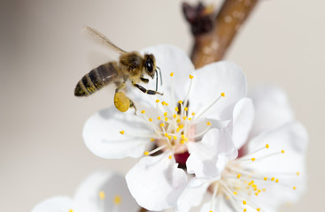 Canvas Print - bee on a flower in the nature. macro