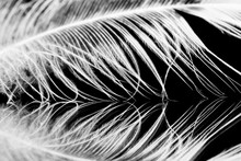 Guinea Hen Feather With Dark Background