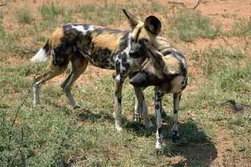 Wall Mural - african wild dog