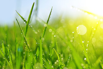 Fototapete - Fresh green grass with dew drops closeup. Soft Focus. Nature Background
