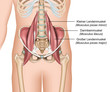 Anatomie der Hüftbeuger, Lendenmuskeln, psoas major