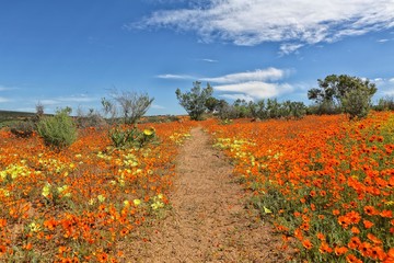 flowers at the namaqualand national park south africa