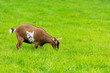 © dvoevnore - one goatling eating of green grass at farm