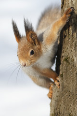 Wall Mural - curious fluffy red squirrel sitting on a tree in the Park