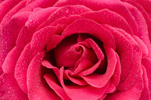 Bright Pink Rose Closeup