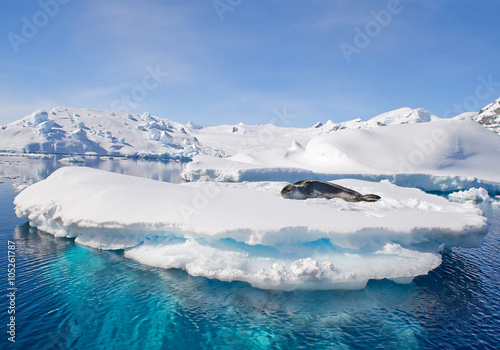 Fotografia Leopard seal resting on ice floe, looking at the photographer, blue sky, with ic